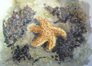 Starfish on Yupo (2010)